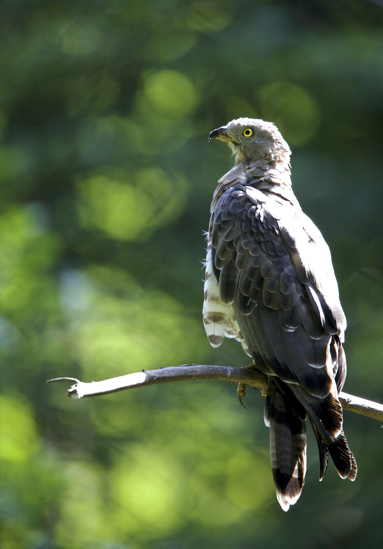 wespenbussard im national park bay.wald