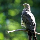 wespenbussard im national park bay.wald