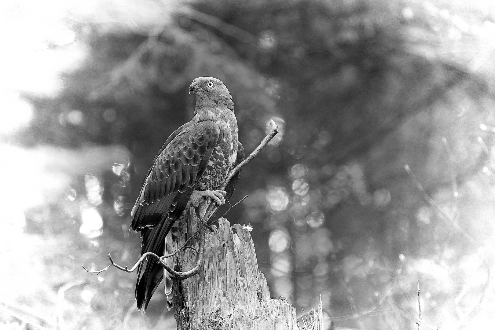 Wespenbussard im Nationalpark Bayerischer Wald