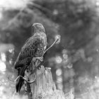 Wespenbussard im Nationalpark Bayerischer Wald