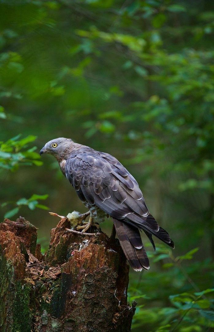 Wespenbussard im Nationalpark Bayerischer Wald...