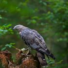 Wespenbussard im Nationalpark Bayerischer Wald...