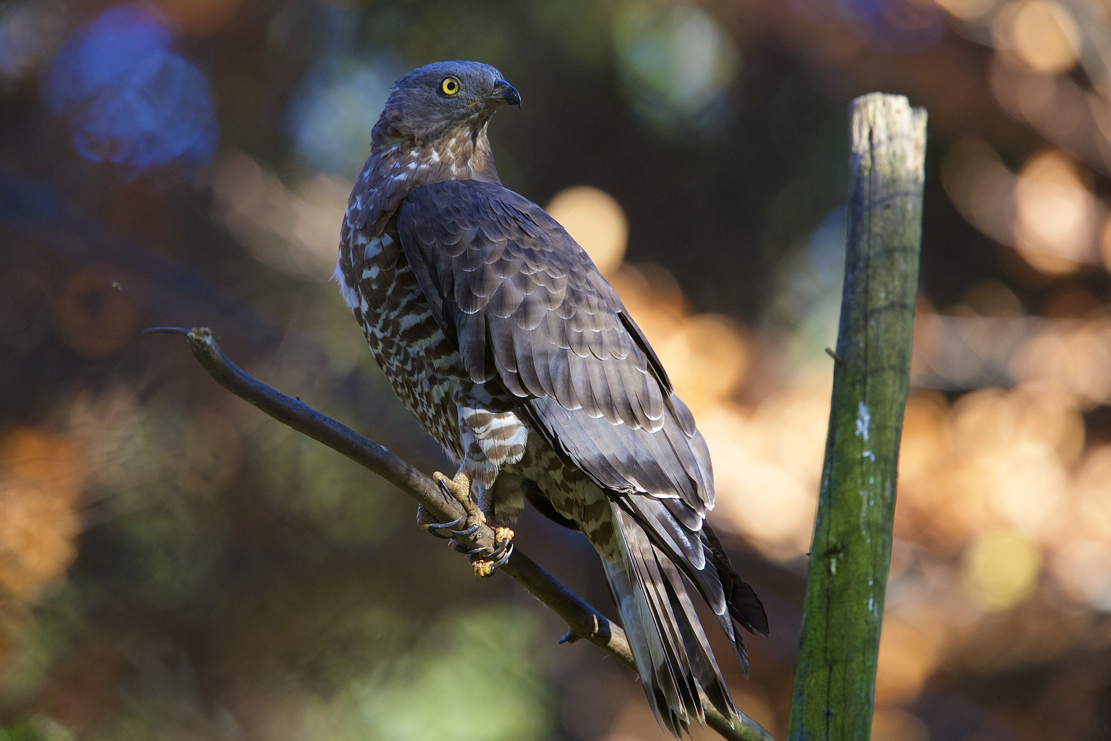 Wespenbussard im Nationalpark bayerischer Wald...