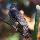 Wespenbussard im Nationalpark bayerischer Wald...