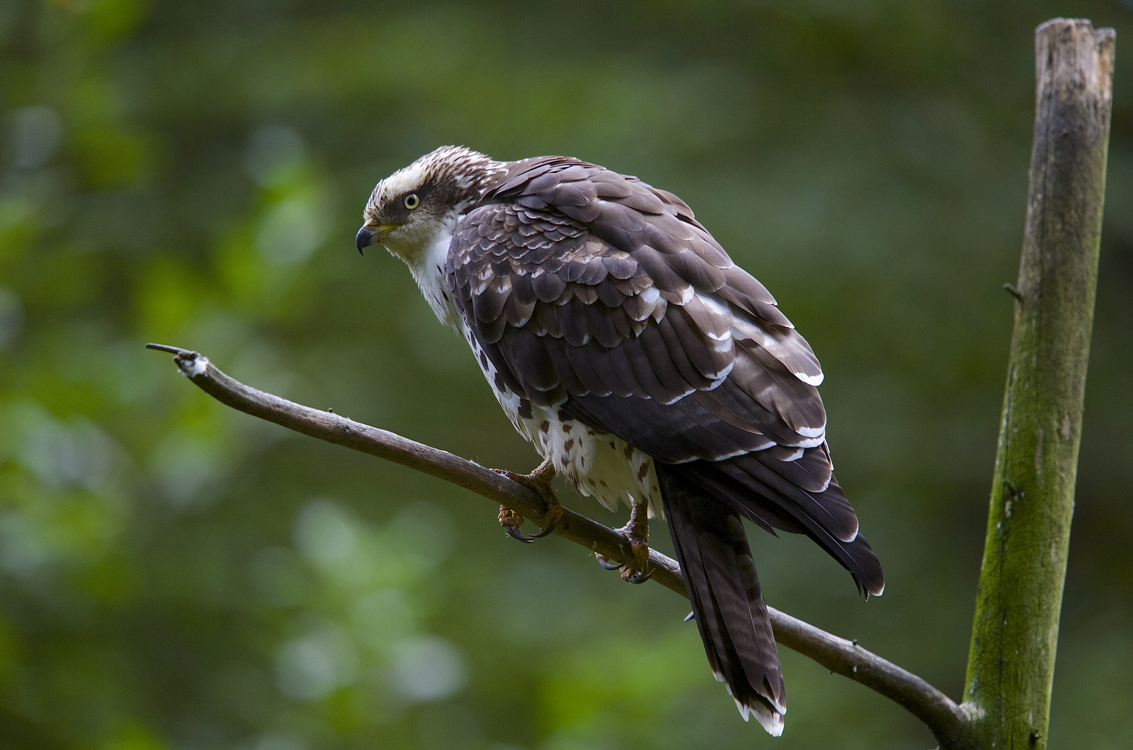 Wespenbussard im Nationalpark Bayerischer Wald...