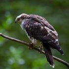 Wespenbussard im Nationalpark Bayerischer Wald...