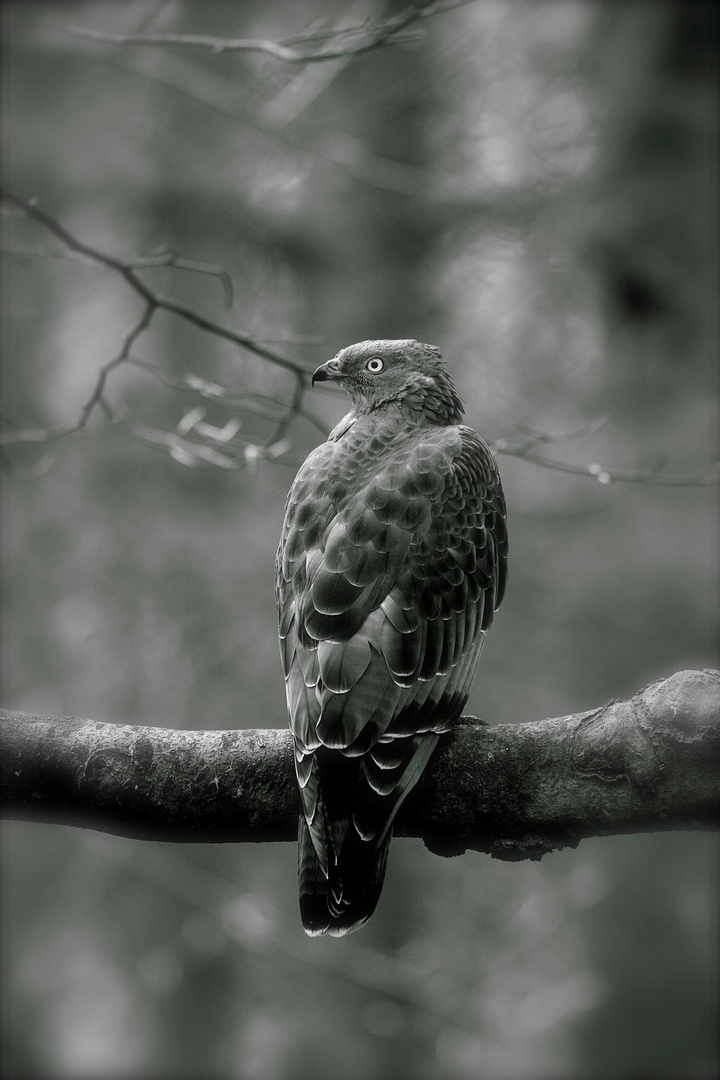 Wespenbussard im Nationalpark Bay.Wald