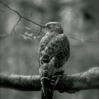 Wespenbussard im Nationalpark Bay.Wald