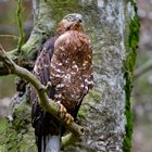 Wespenbussard im NP Bayerischer Wald