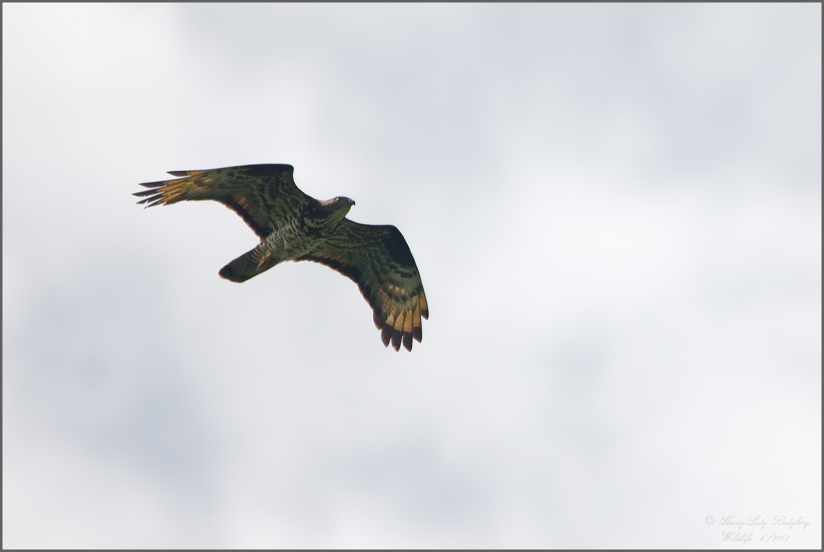 Wespenbussard .. im Überflug 