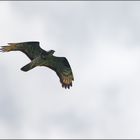 Wespenbussard .. im Überflug 