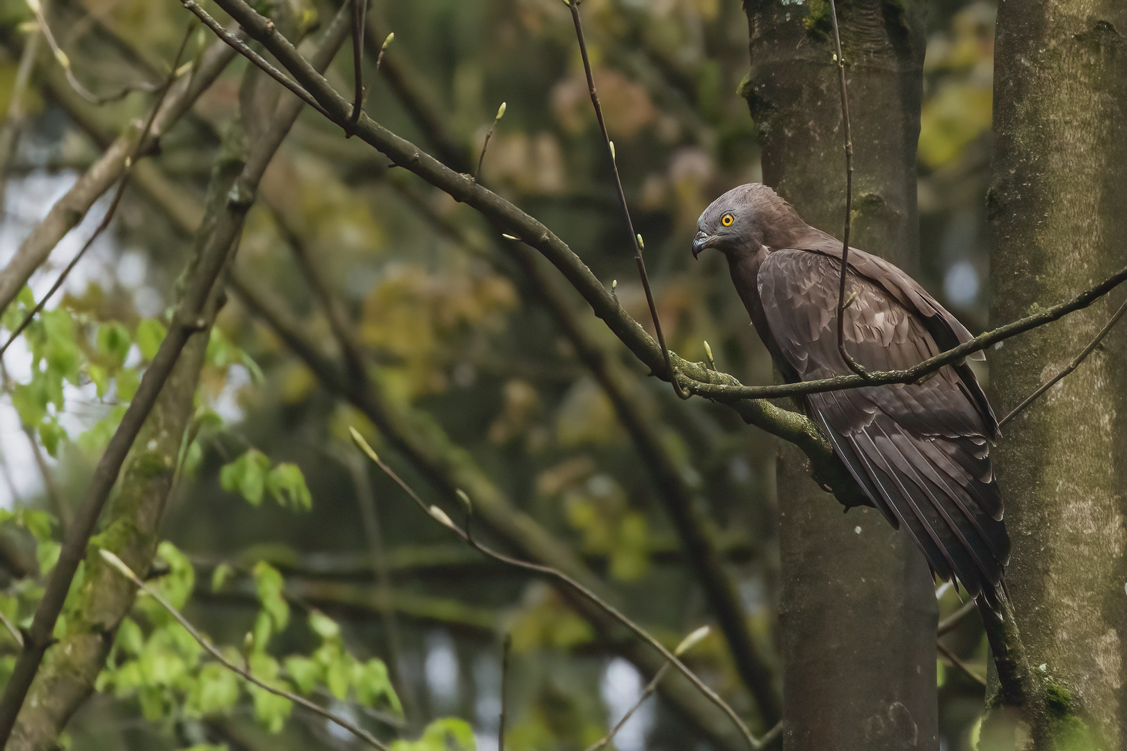 Wespenbussard im Wald