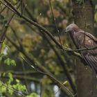 Wespenbussard im Wald