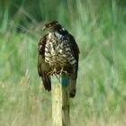 Wespenbussard, Juli, 2014, Kaltbrunner Riet