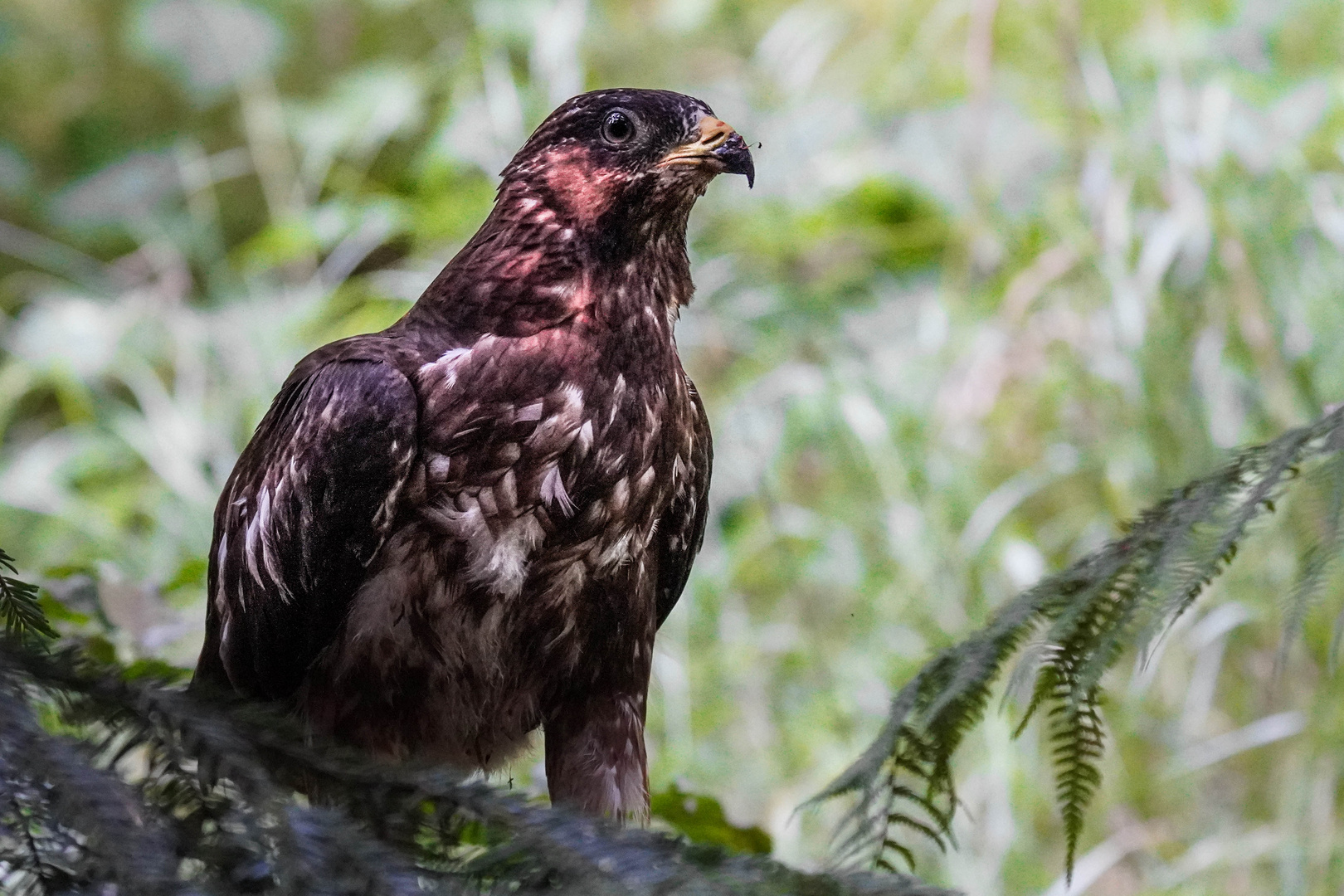 Wespenbussard Jungvogel