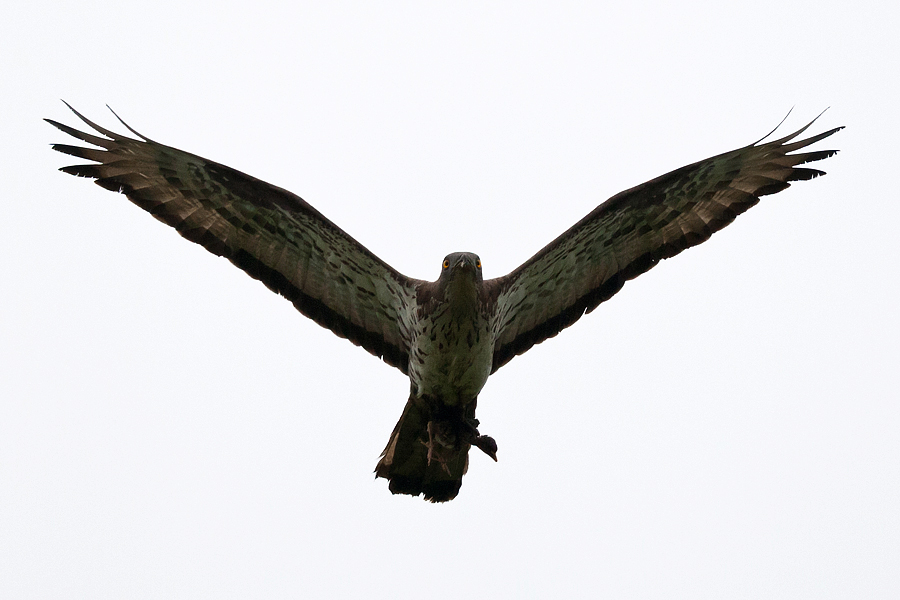 Wespenbussard, Männchen