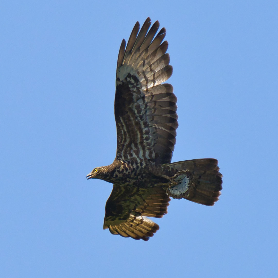 Wespenbussard mit Beute