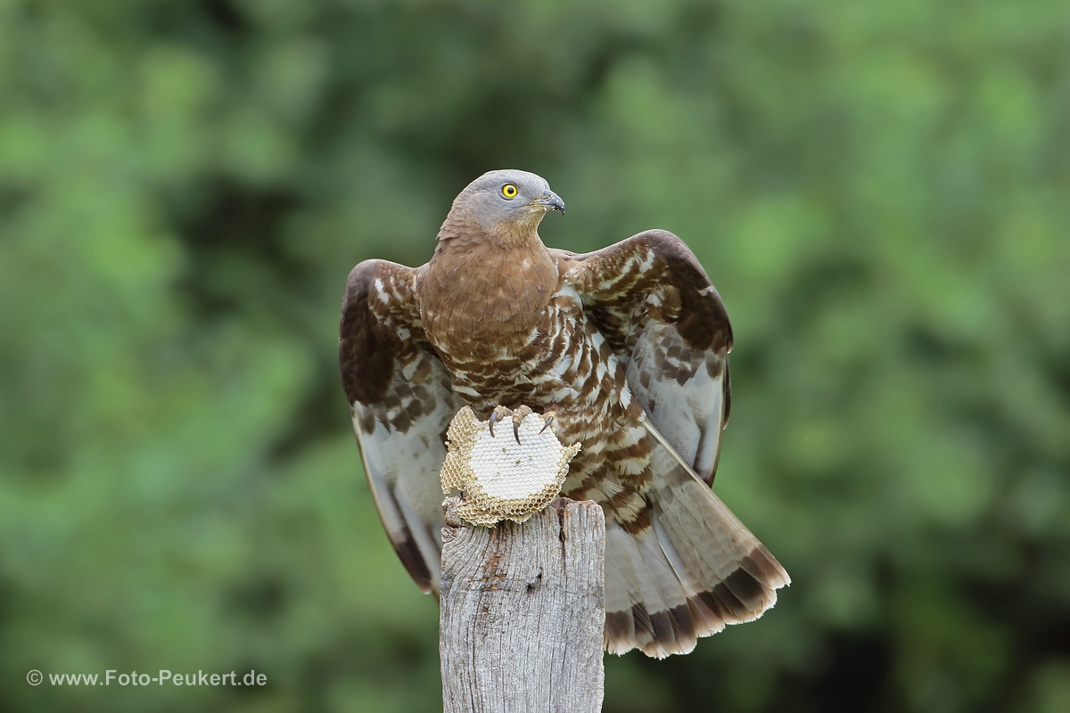 Wespenbussard mit Beute