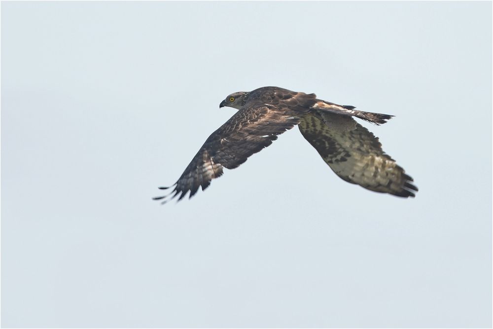 Wespenbussard mit Wespennest