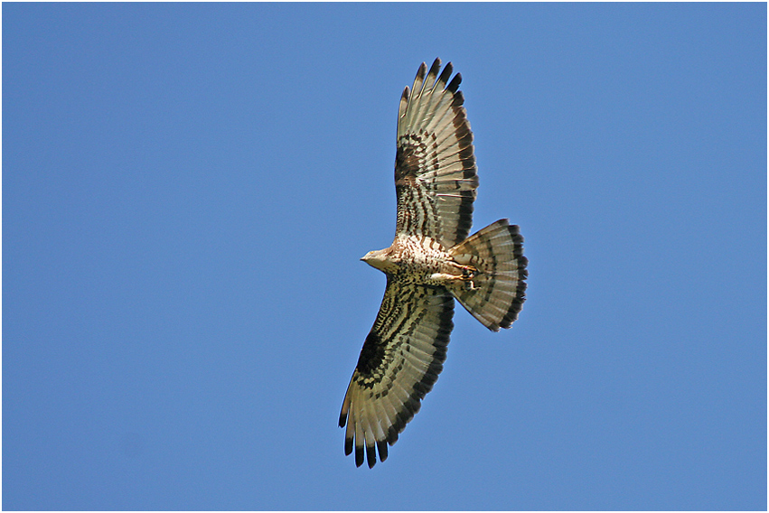 Wespenbussard (Pernis apivornus)