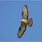 Wespenbussard (Pernis apivornus)