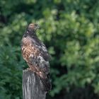 Wespenbussard (Pernis apivorus)