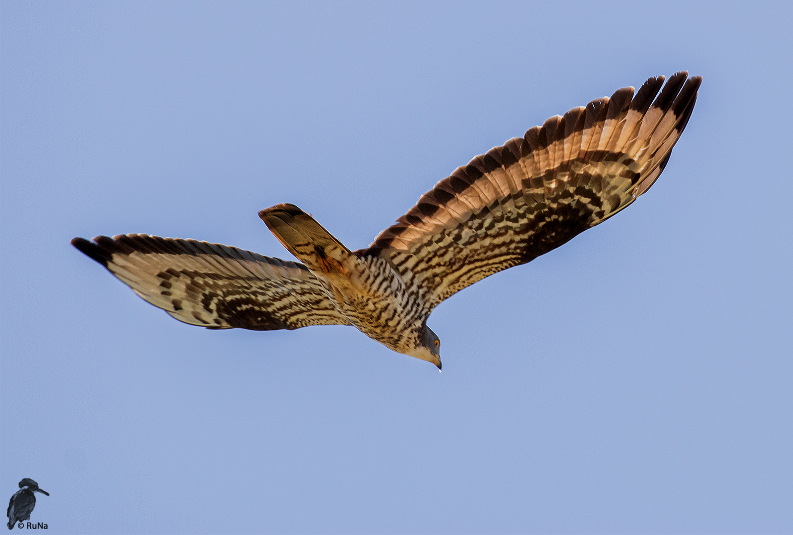 Wespenbussard - Pernis apivorus