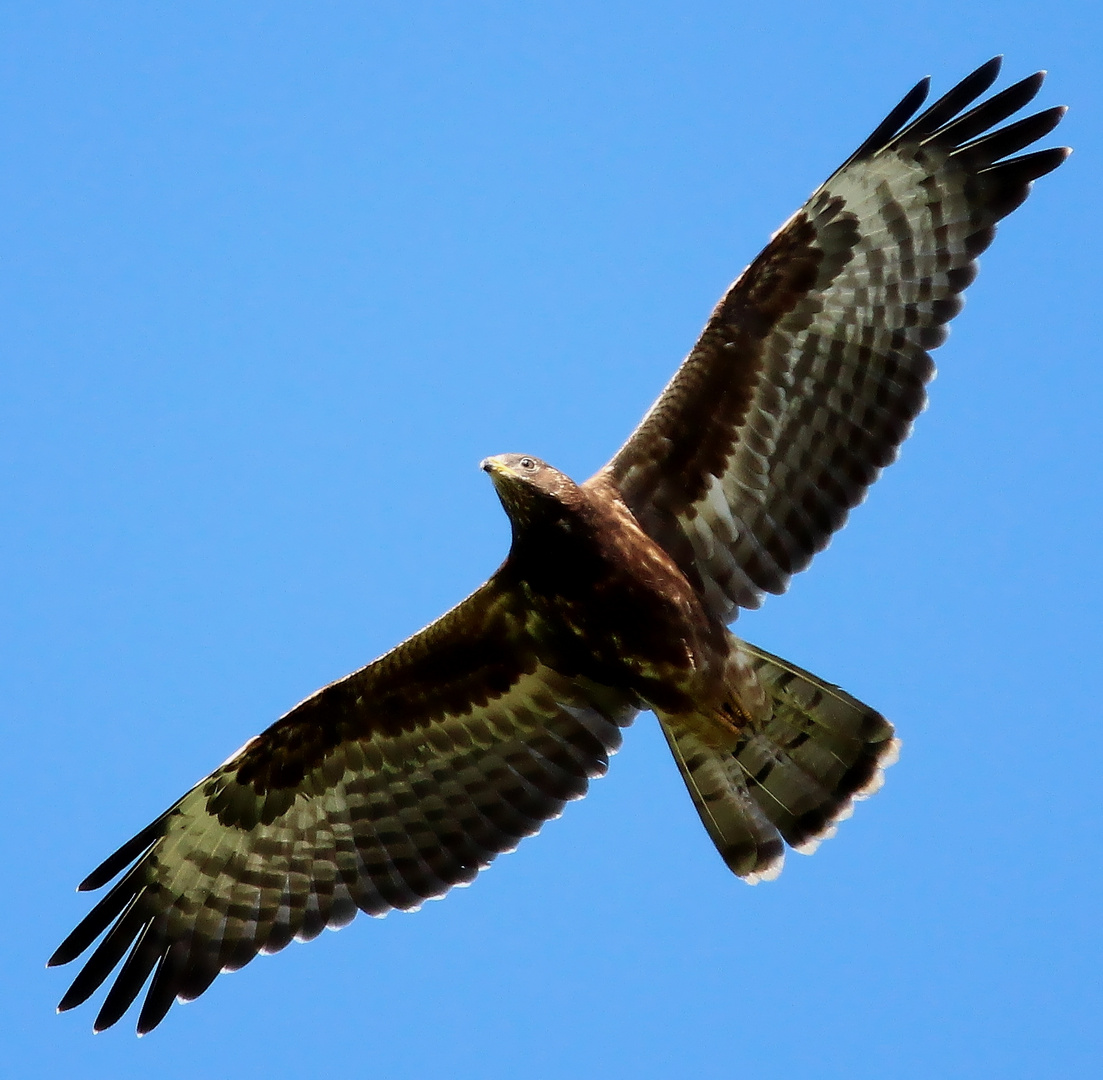 Wespenbussard (Pernis apivorus)   