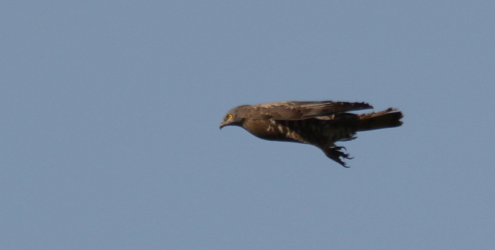 Wespenbussard (Pernis apivorus)