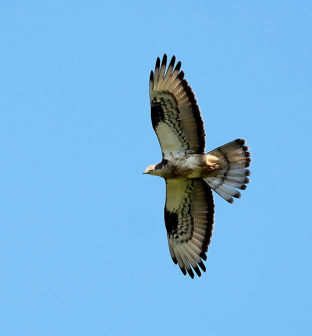 Wespenbussard (Pernis apivorus)