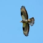 Wespenbussard (Pernis apivorus)