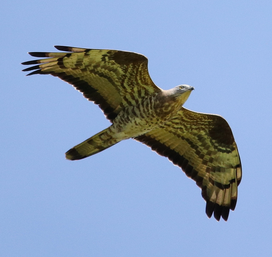  Wespenbussard (Pernis apivorus)