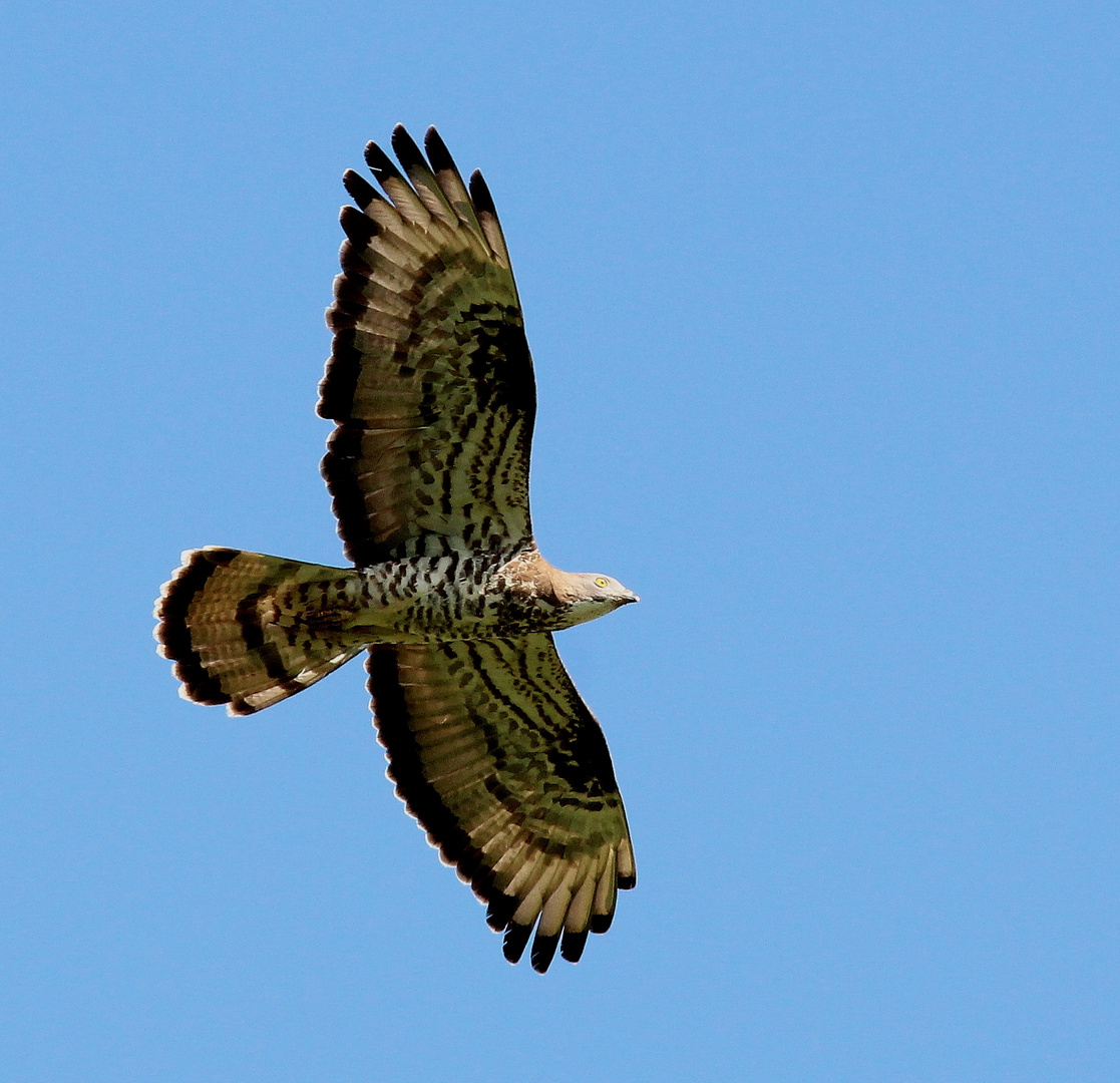 Wespenbussard (Pernis apivorus)