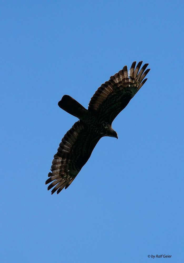 Wespenbussard (Pernis apivorus)