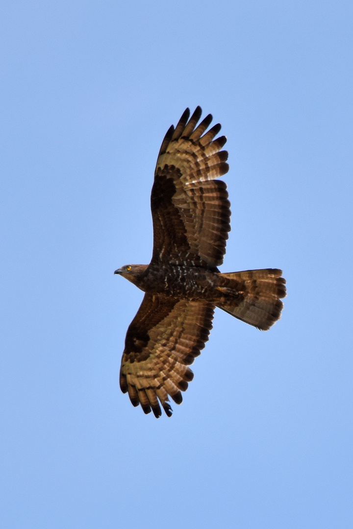 Wespenbussard (Pernis apivorus)