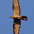 Wespenbussard (Pernis apivorus)