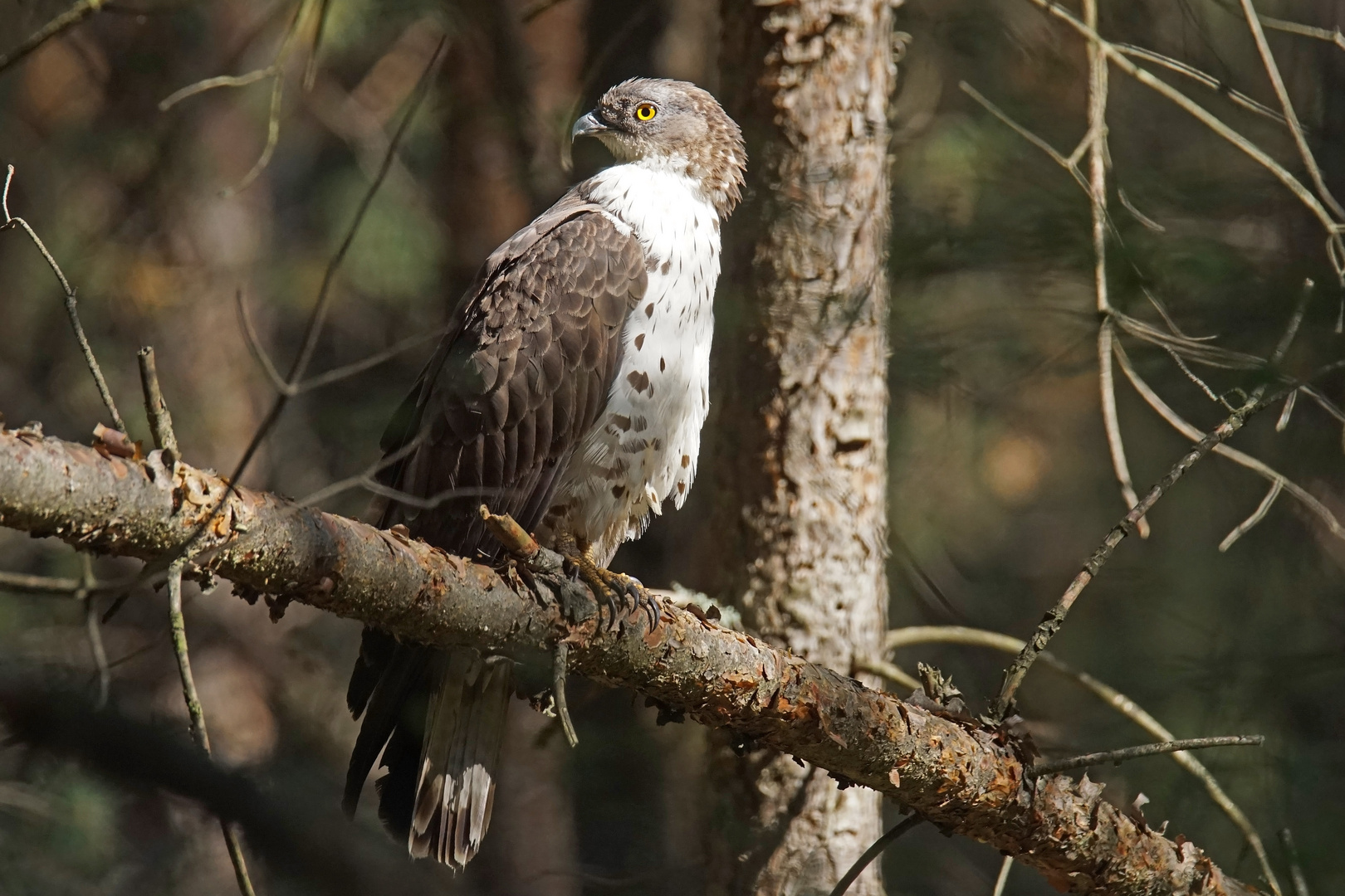 Wespenbussard (Pernis apivorus)