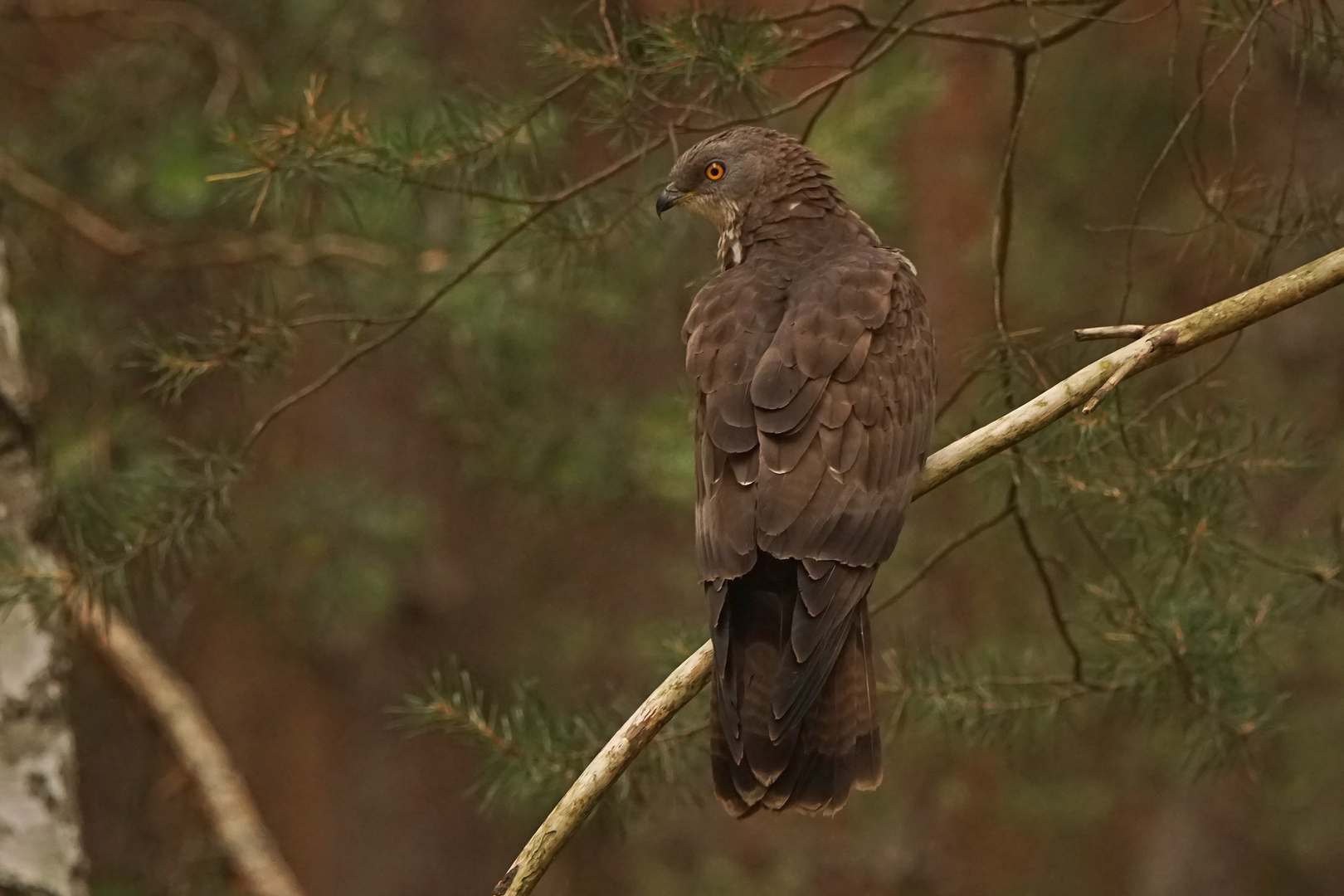 Wespenbussard (Pernis apivorus)