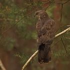 Wespenbussard (Pernis apivorus)