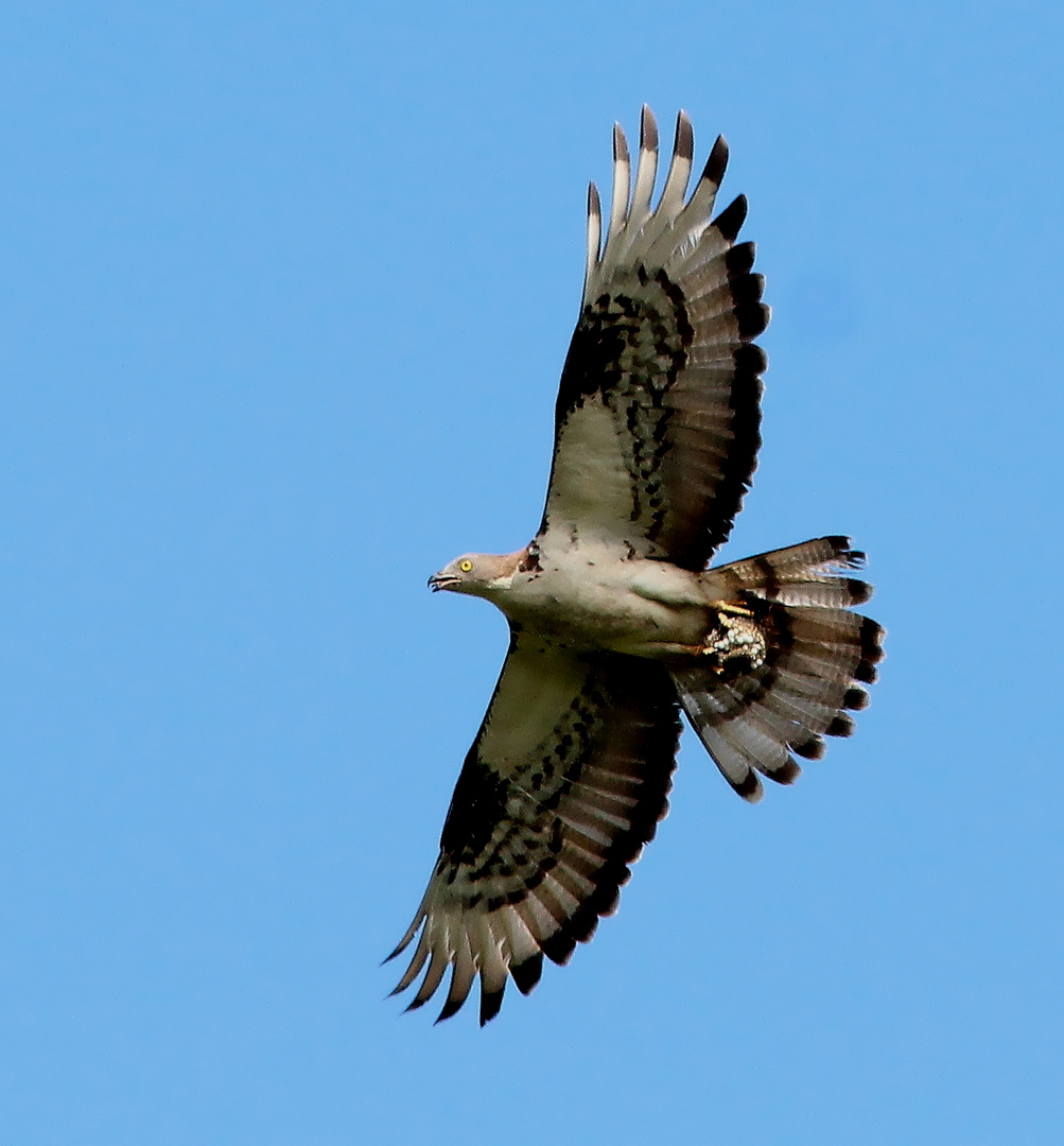 Wespenbussard (Pernis apivorus)