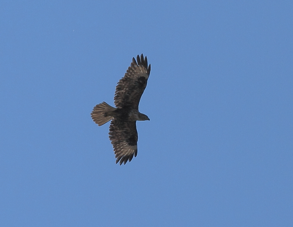 Wespenbussard (Pernis apivorus)