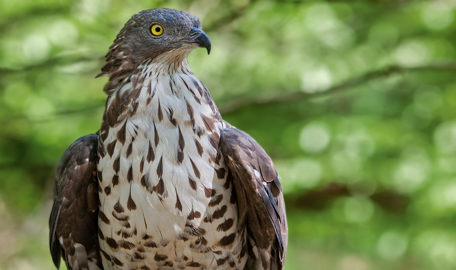 Wespenbussard-Portrait 015 