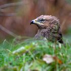 Wespenbussard Portrait