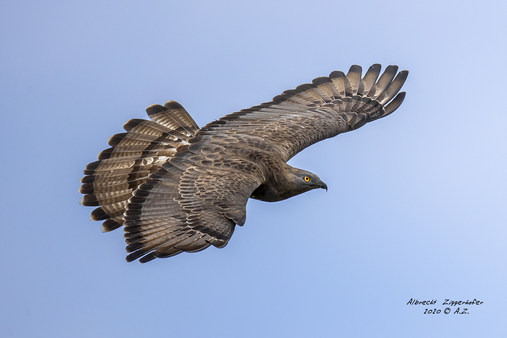 Wespenbussard3