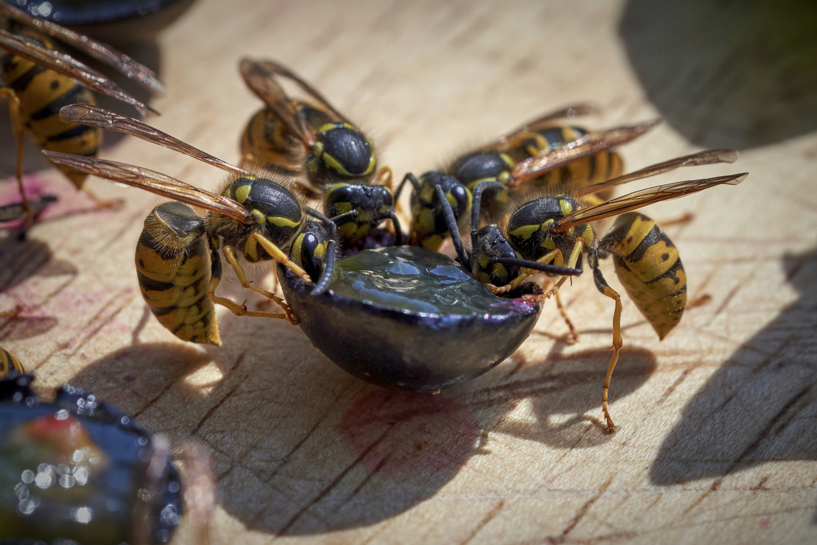 Wespendinner an einer geschnittenen Weintraube