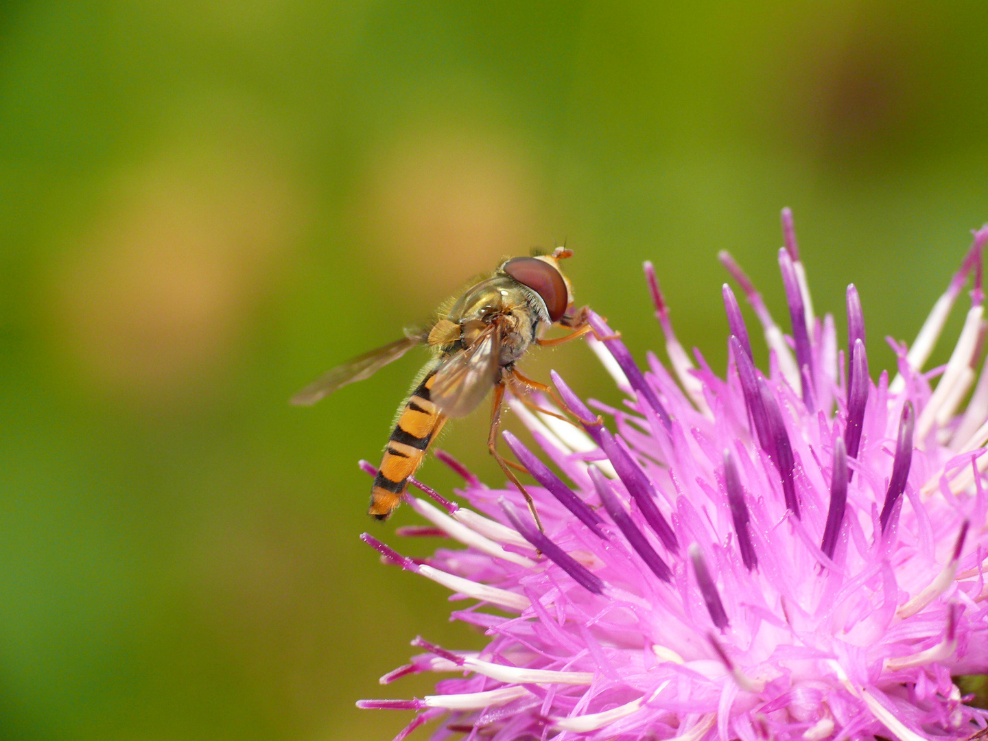 Wespenfliege auf Distelblüte