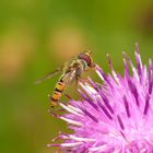 Wespenfliege auf Distelblüte