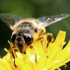 Wespenfliege auf Nahrungssuche