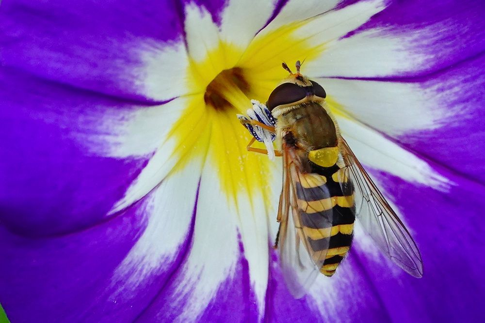 Wespenfliege Foto & Bild natur, insekten, wildlife Bilder auf