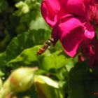 Wespenfliege im Anflug